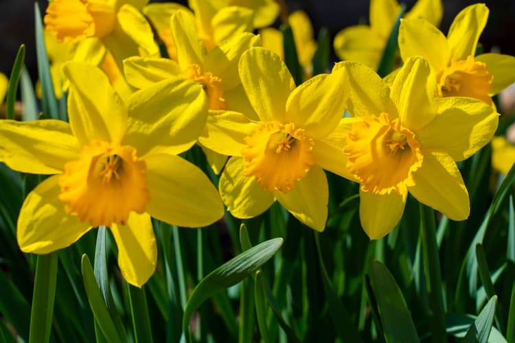 Daffodil Day 2024: The Impact of Cancer in Australia - Featured blog post image for LFA First Response