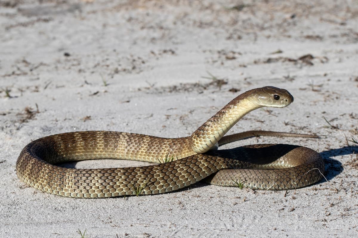 Bitten by a Snake? Here’s What You Should and Shouldn’t Do - Featured blog post image for LFA First Response