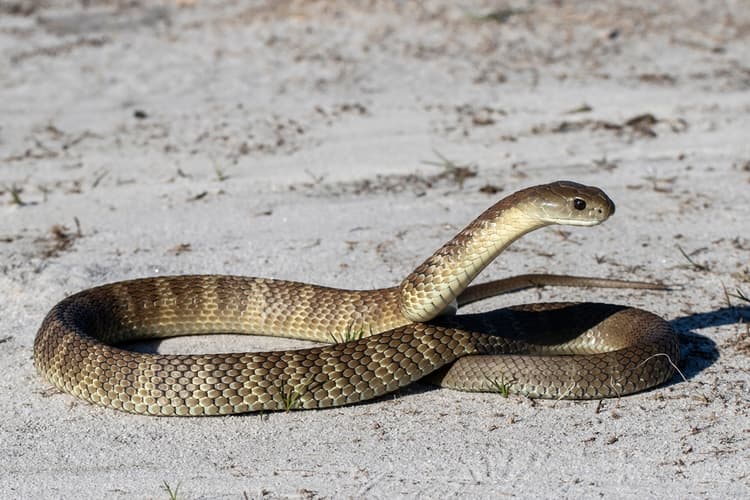 Bitten by a Snake? Here’s What You Should and Shouldn’t Do - Featured blog post image for LFA First Response